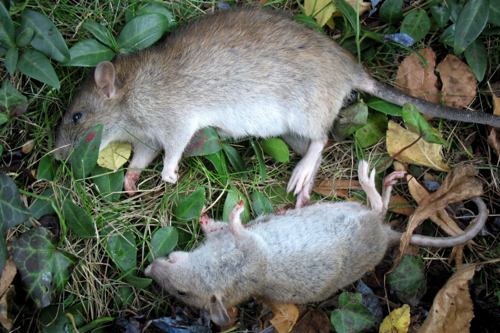 Waidmännisch erlegte Ratten (Foto: Ralph Stenzel)