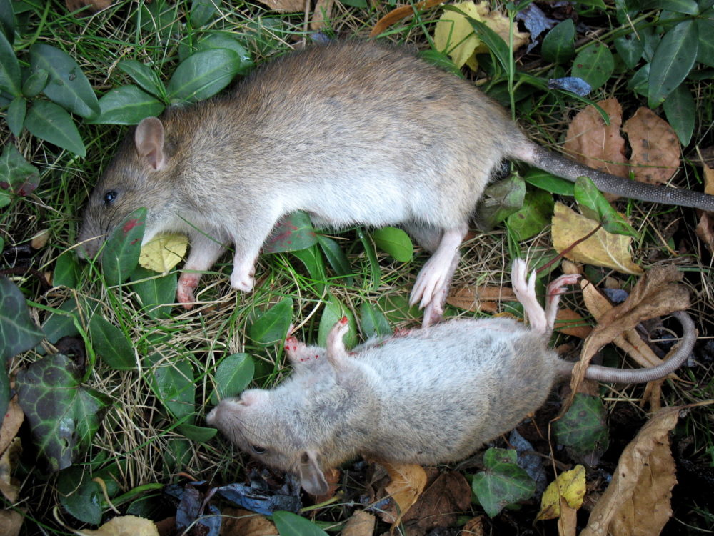 Waidmännisch erlegte Ratten (Foto: Ralph Stenzel)